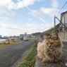 しーちゃん
