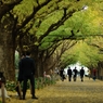 autumn for tokyoites