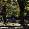 秋の公園はちょっとおしゃれに