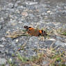 DSC_0147_745