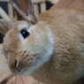 うさぎのきなこ