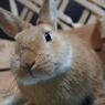 うさぎのきなこ