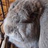 うさぎのぽんたろう