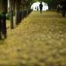 autumn for tokyoites