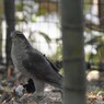 オオタカ　かな？