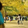 autumn for tokyoites