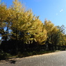 黄葉の銀杏6