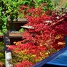 紅葉の待龍塔（金剛輪寺三重塔）