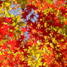 紅葉