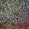 DSC_0039_797