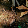『 leaf 』(09)