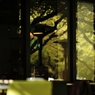 autumn for tokyoites