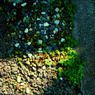 『 leaf 』(11)