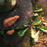 『 leaf 』(14)