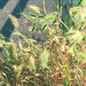 『 leaf 』(16)