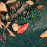 『 leaf 』(19)