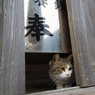 お賽銭箱の下。ニャと言ってた。