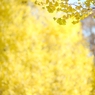 autumn for tokyoites