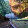 レールと紅葉で