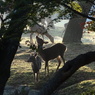 秋の奈良公園