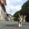 こんにちは(=‘ｘ‘=)