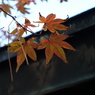 紅葉1 2018 FUJIFILM X20
