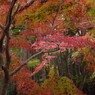 短日　紅葉　Ⅱ