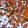 紅葉とウグイス
