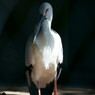 コウノトリ