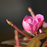 奥さんのお庭  残花