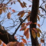エナガと紅葉