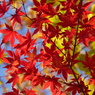 紅葉