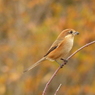 秋の里山で(モズ)