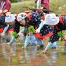 いるま花田植
