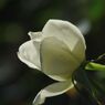 短日　白薔薇