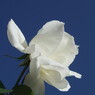 短日　白薔薇　Ⅱ