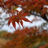 紅葉2 2018 FUJIFILM X20