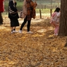落ち葉を歩く
