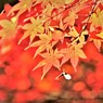 DSCF0043
