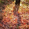 DSCF0053