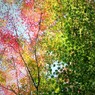 DSCF0016