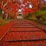 毘沙門堂の散紅葉