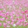 十一月のお花畑