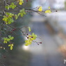 写真句：遠き日の道