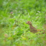 9月 キジ♀