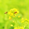 花の性　開いてなんぼの　狂い咲き・・・(*´з`)