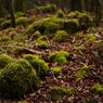 短日　苔