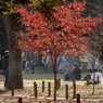 秋の公園