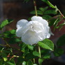 薔薇