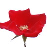 一重の赤い薔薇